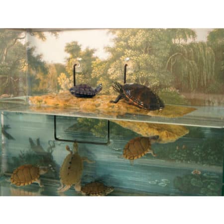 Zoo Med Floating Turtle Dock