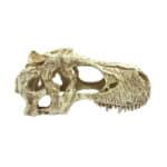 Komodo T-Rex Skull Reptile Hideout