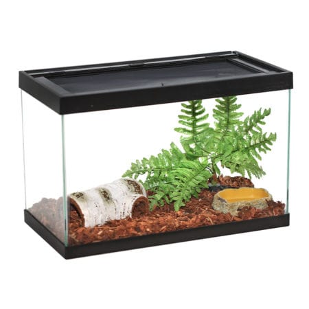 Reptizoo Boston Fern