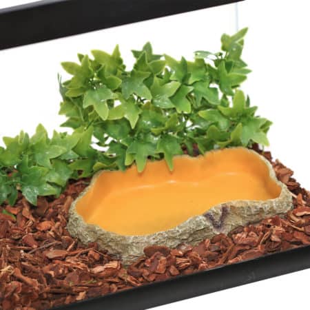 Reptile water dish with lush green ivy plant in a terrarium setup.