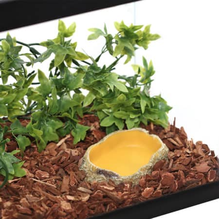 Green ivy plant with a small water dish in a terrarium setup.