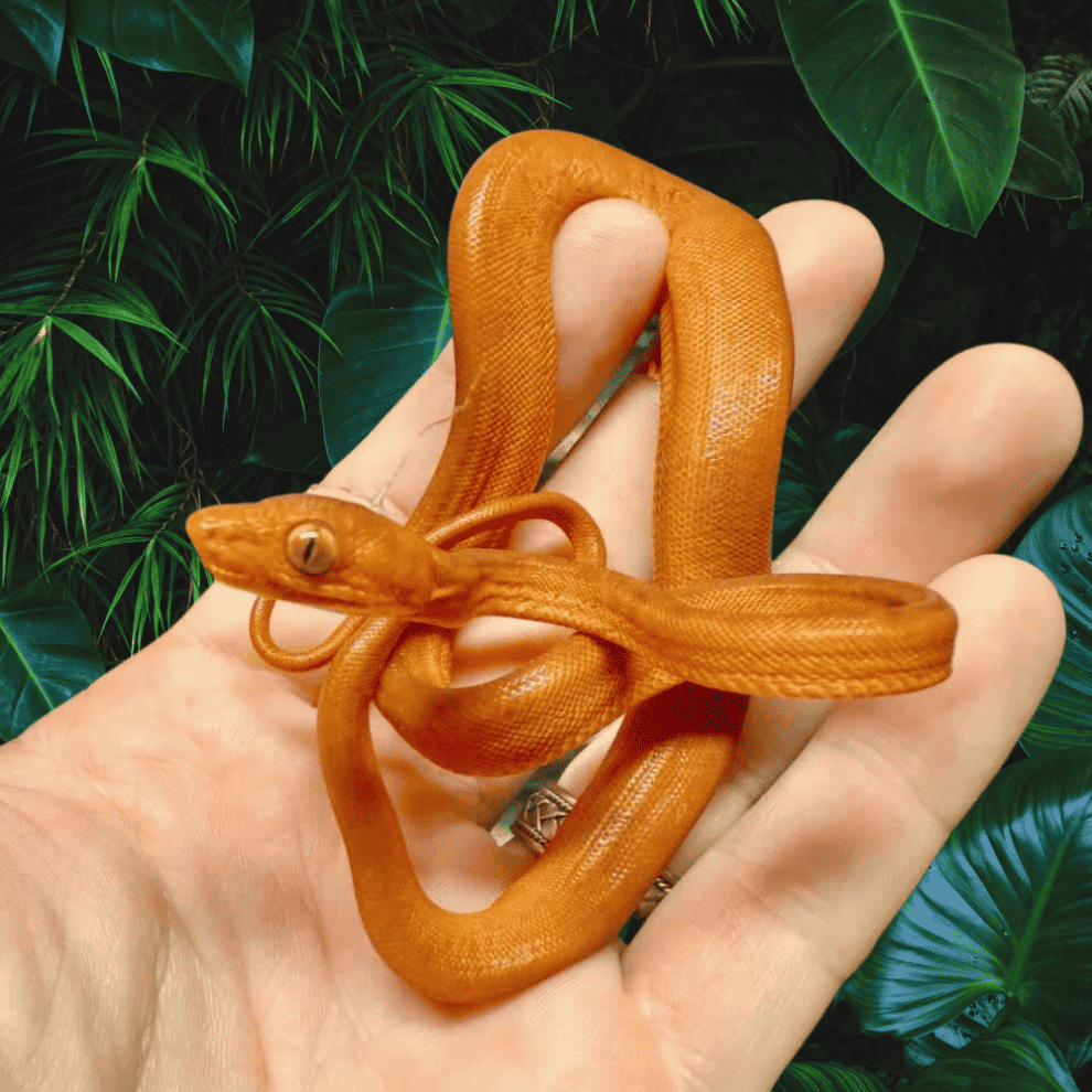 Colored Amazon Tree Boas For Sale Underground Reptiles