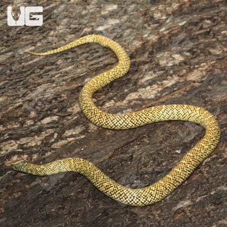 Adult Male Hypo Brooks Kingsnakes (Lampropeltis getula brooksi) For Sale - Underground Reptiles