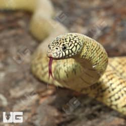 Adult Male Hypo Brooks Kingsnakes (Lampropeltis getula brooksi) For Sale - Underground Reptiles