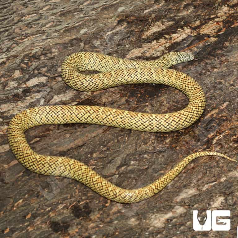 Adult Male Hypo Brooks Kingsnakes (Lampropeltis getula brooksi) For ...