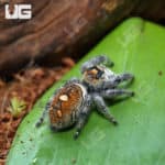 Adult Regal Jumping Spiders (Phidippus regius) For Sale - Underground Reptiles