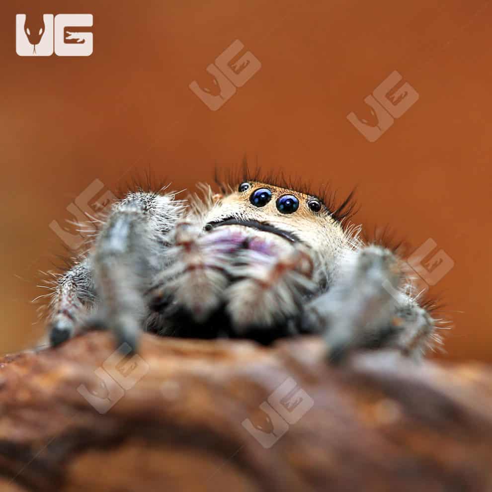 Adult Regal Jumping Spiders For Sale Underground Reptiles