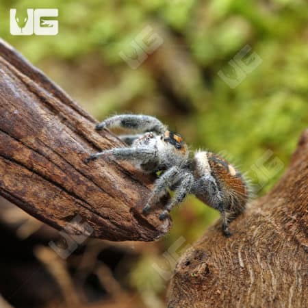 Adult Regal Jumping Spiders (Phidippus regius) For Sale - Underground Reptiles