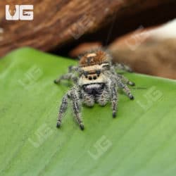 Adult Regal Jumping Spiders (Phidippus regius) For Sale - Underground Reptiles
