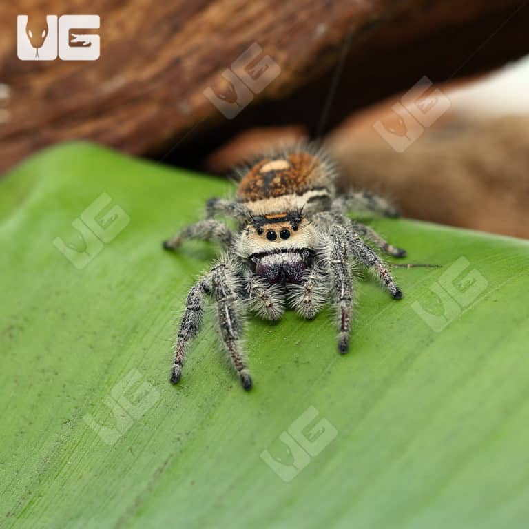 Adult Regal Jumping Spiders For Sale Underground Reptiles