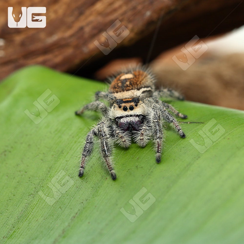 Adult Regal Jumping Spiders (Phidippus regius) For Sale