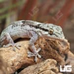 African Wall Gecko (Tarentola ephippiata) for sale