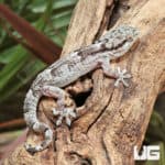 African Wall Gecko (Tarentola ephippiata) for sale