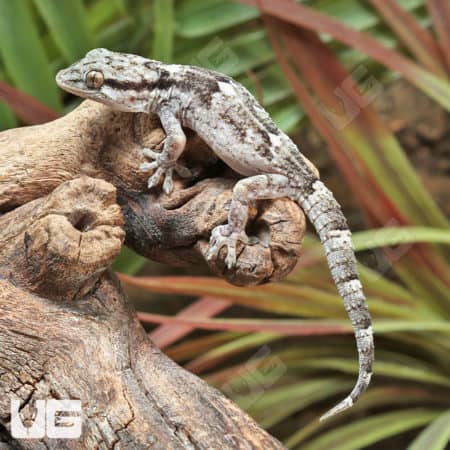 African Wall Gecko (Tarentola ephippiata) for sale
