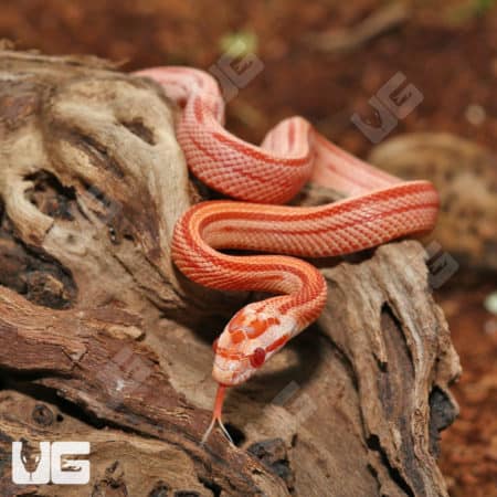 Baby Amel Motley Cornsnakes (Pantherophis guttatus) for sale