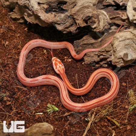 Baby Amel Motley Cornsnakes (Pantherophis guttatus) for sale
