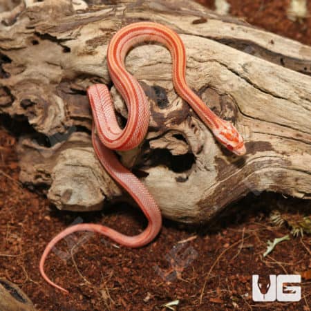 Baby Amel Motley Cornsnakes (Pantherophis guttatus) for sale