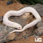 Baby Snow Western Hognose Snakes (Heterodon nasicus) For Sale - Underground Reptiles