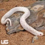 Baby Snow Western Hognose Snakes (Heterodon nasicus) For Sale - Underground Reptiles