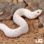 Baby Snow Western Hognose Snakes (Heterodon nasicus) For Sale - Underground Reptiles