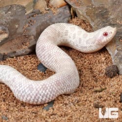 Baby Snow Western Hognose Snakes (Heterodon nasicus) For Sale - Underground Reptiles