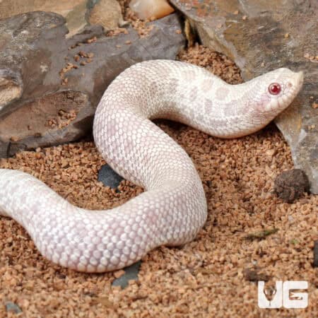Baby Snow Western Hognose Snakes (Heterodon nasicus) For Sale - Underground Reptiles
