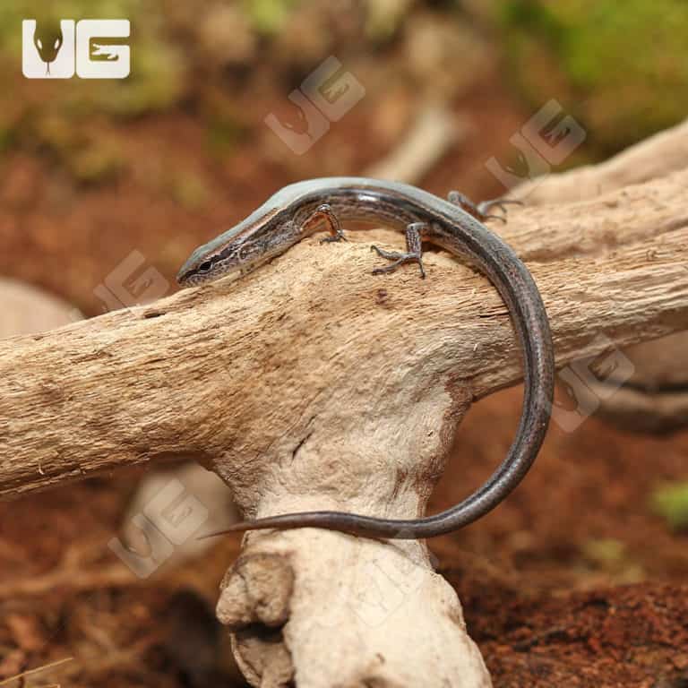 Schneider Skink For Sale Underground Reptiles