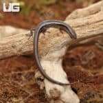 Baby Five-Lined Skinks (Eumeces Plestiodon fasciatus) For Sale - Underground Reptiles