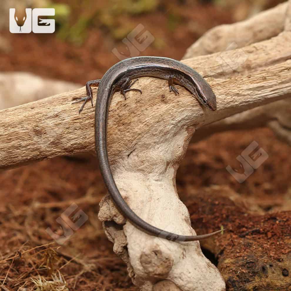 Schneider Skink For Sale Underground Reptiles