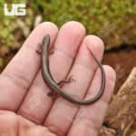 Baby Five-Lined Skinks (Eumeces Plestiodon fasciatus) For Sale - Underground Reptiles