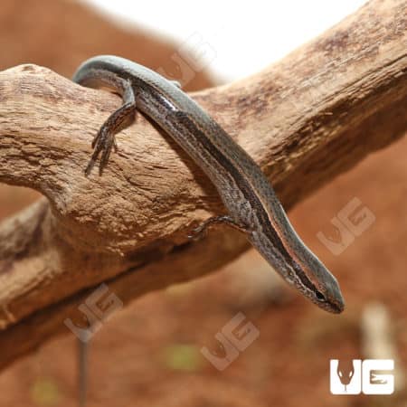 Baby Five-Lined Skinks (Eumeces Plestiodon fasciatus) For Sale - Underground Reptiles
