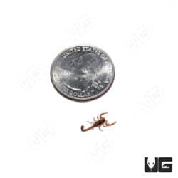 Baby Central American Bark Scorpion (CENTRUROIDES MARGARITATUS) For sale - Underground Reptiles
