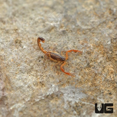 Baby Central American Bark Scorpion (CENTRUROIDES MARGARITATUS) For sale - Underground Reptiles