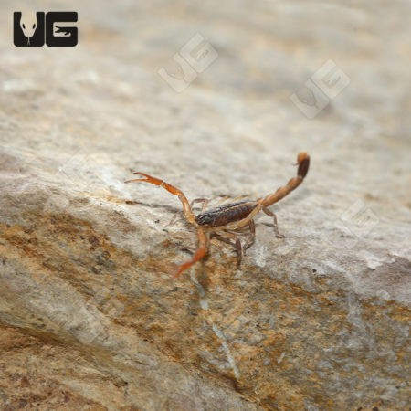 Baby Central American Bark Scorpion (CENTRUROIDES MARGARITATUS) For sale - Underground Reptiles