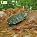 Baby Cumberland Slider Turtles (Trachemys scripta troostii) for sale