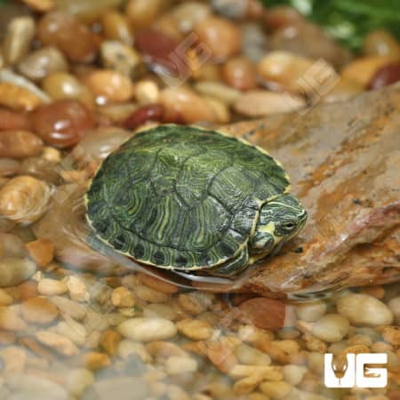 Baby Cumberland Slider Turtles (Trachemys scripta troostii) for sale