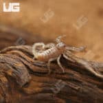 Baby Emperor Scorpion (Pandinus imperator) For Sale - Underground Reptiles
