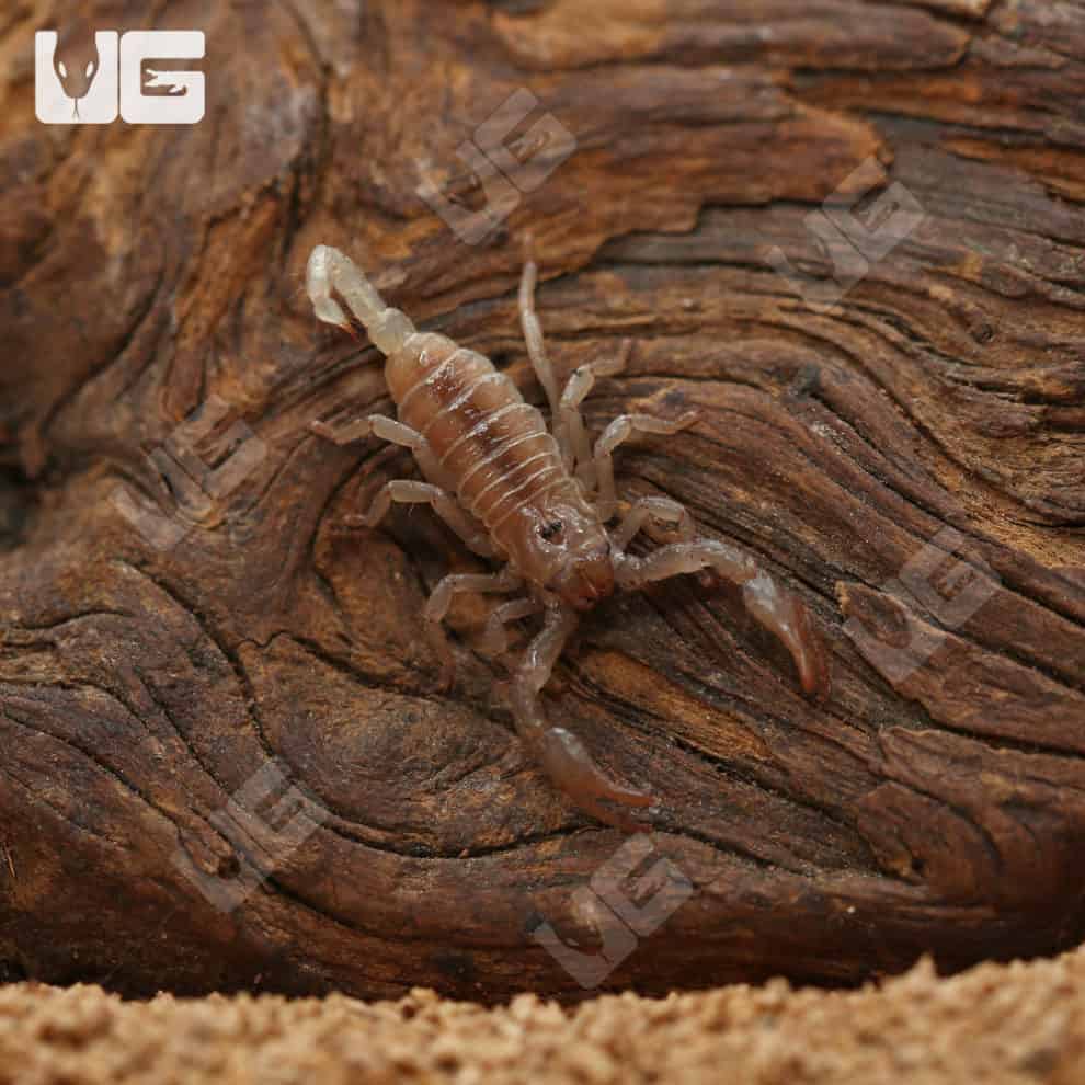 Emperor Scorpion For Sale - Underground Reptiles