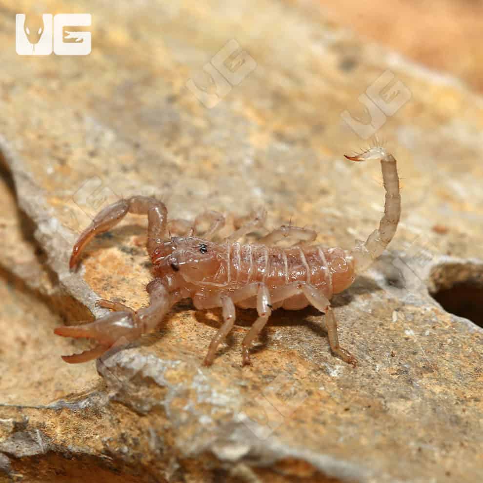 Emperor Scorpion For Sale - Underground Reptiles