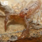 Baby Emperor Scorpion (Pandinus imperator) For Sale - Underground Reptiles