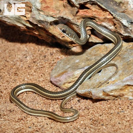 Baby Hissing Sand Snakes (Psammophis sibilans) For Sale - Underground Reptiles