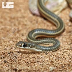 Baby Hissing Sand Snakes (Psammophis sibilans) For Sale - Underground Reptiles