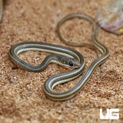 Baby Hissing Sand Snakes (Psammophis sibilans) For Sale - Underground Reptiles