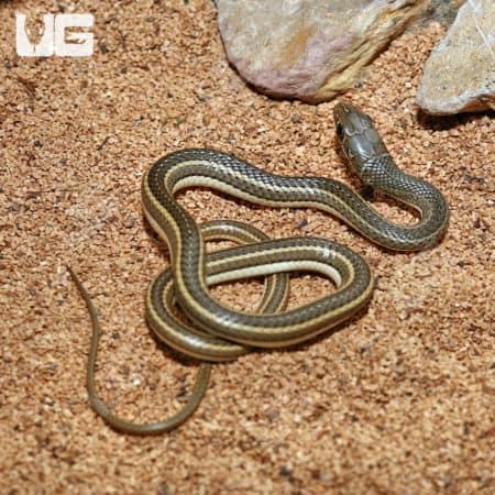 Baby Hissing Sand Snakes (Psammophis sibilans) For Sale - Underground Reptiles