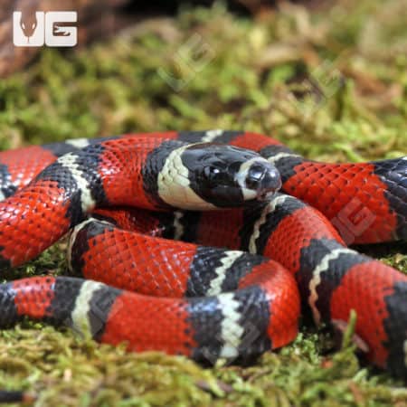 Baby Stuart’s Milksnakes (Lampropeltis triangulum stuarti) For Sale - Underground Reptiles