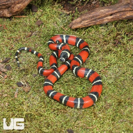 Baby Stuart’s Milksnakes (Lampropeltis triangulum stuarti) For Sale - Underground Reptiles