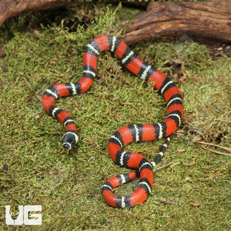 Baby Stuart’s Milksnakes (Lampropeltis triangulum stuarti) For Sale - Underground Reptiles