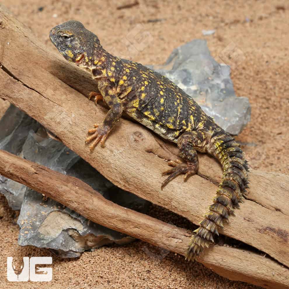 Baby Saharan Yellow Uromastyx For Sale - Underground Reptiles