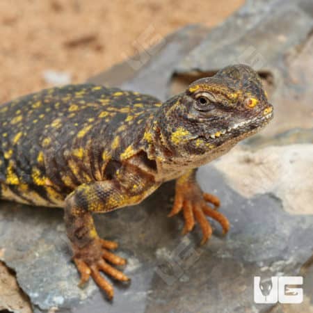 Baby Yellow Uromastyx (Uromastyx geyri) for sale