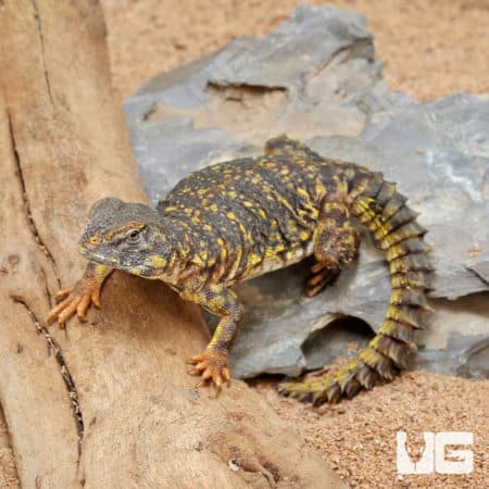 Baby Yellow Uromastyx (Uromastyx geyri) for sale